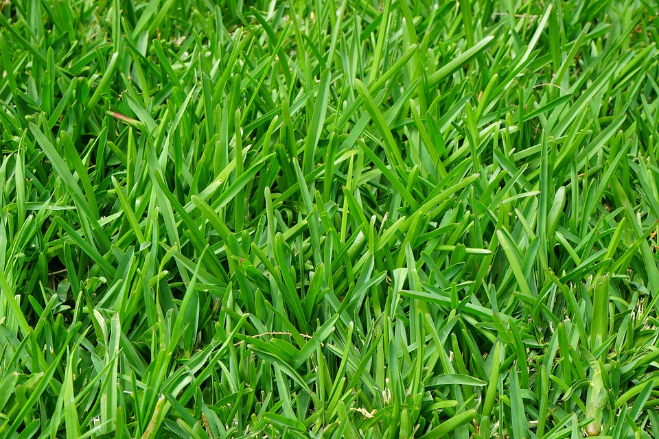 Organic Grass