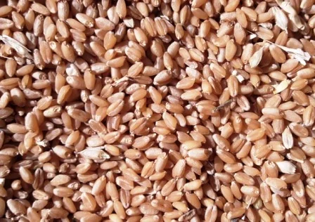organic wheat