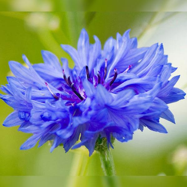 BLUE CORN FLOWER Blue Corn Flower