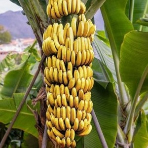 Banana
