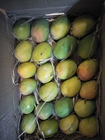 Organic Mango