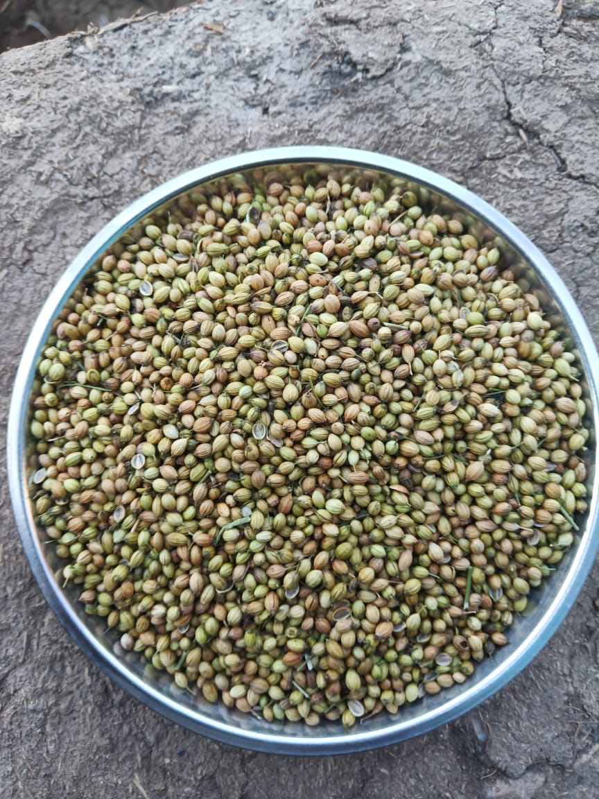 Organic Whole Coriander