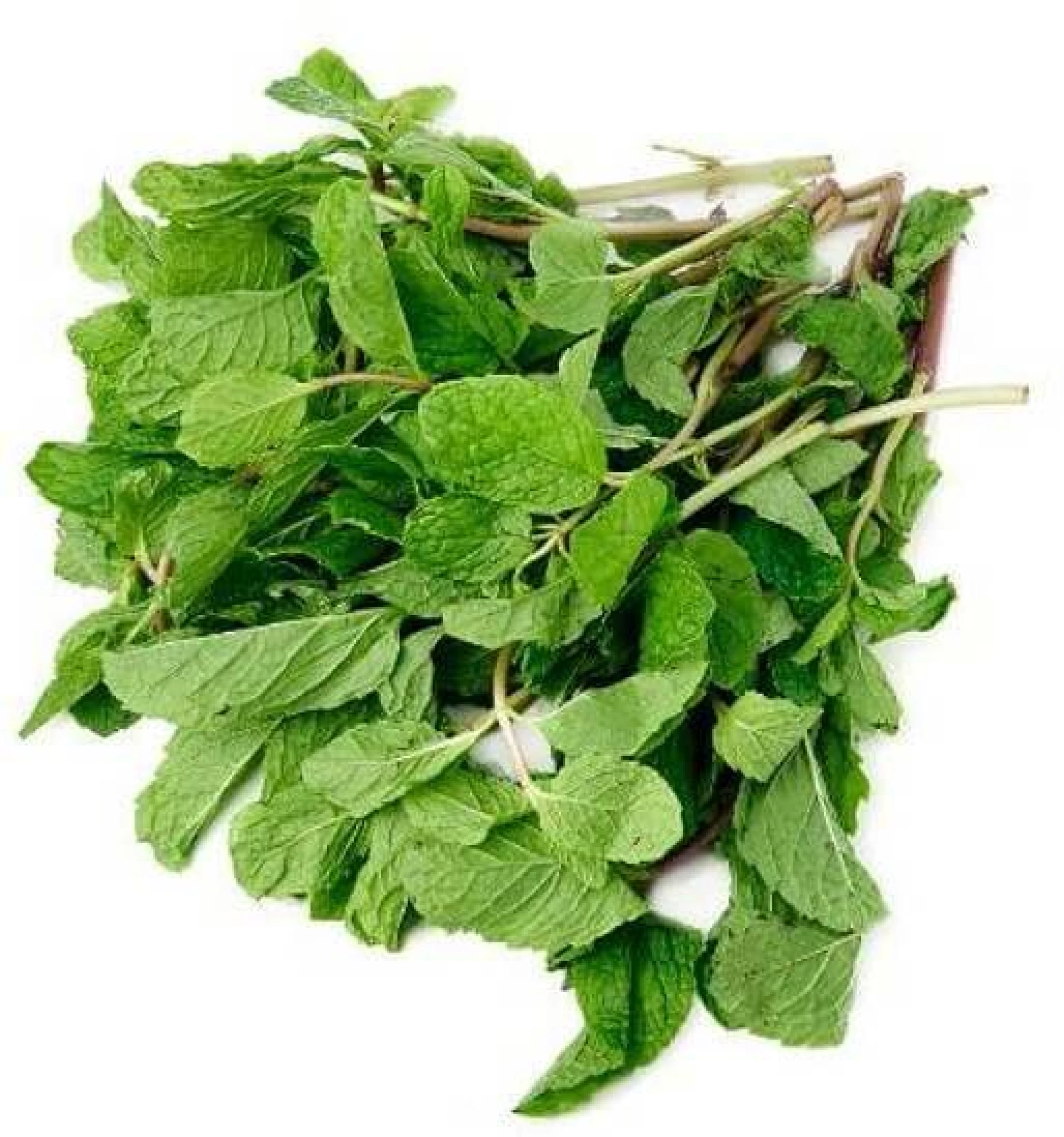 Organic Mint Leaves