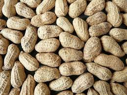 Organic Groundnut
