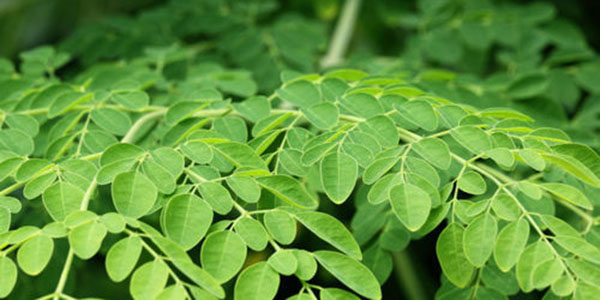 MORINGA Leaf