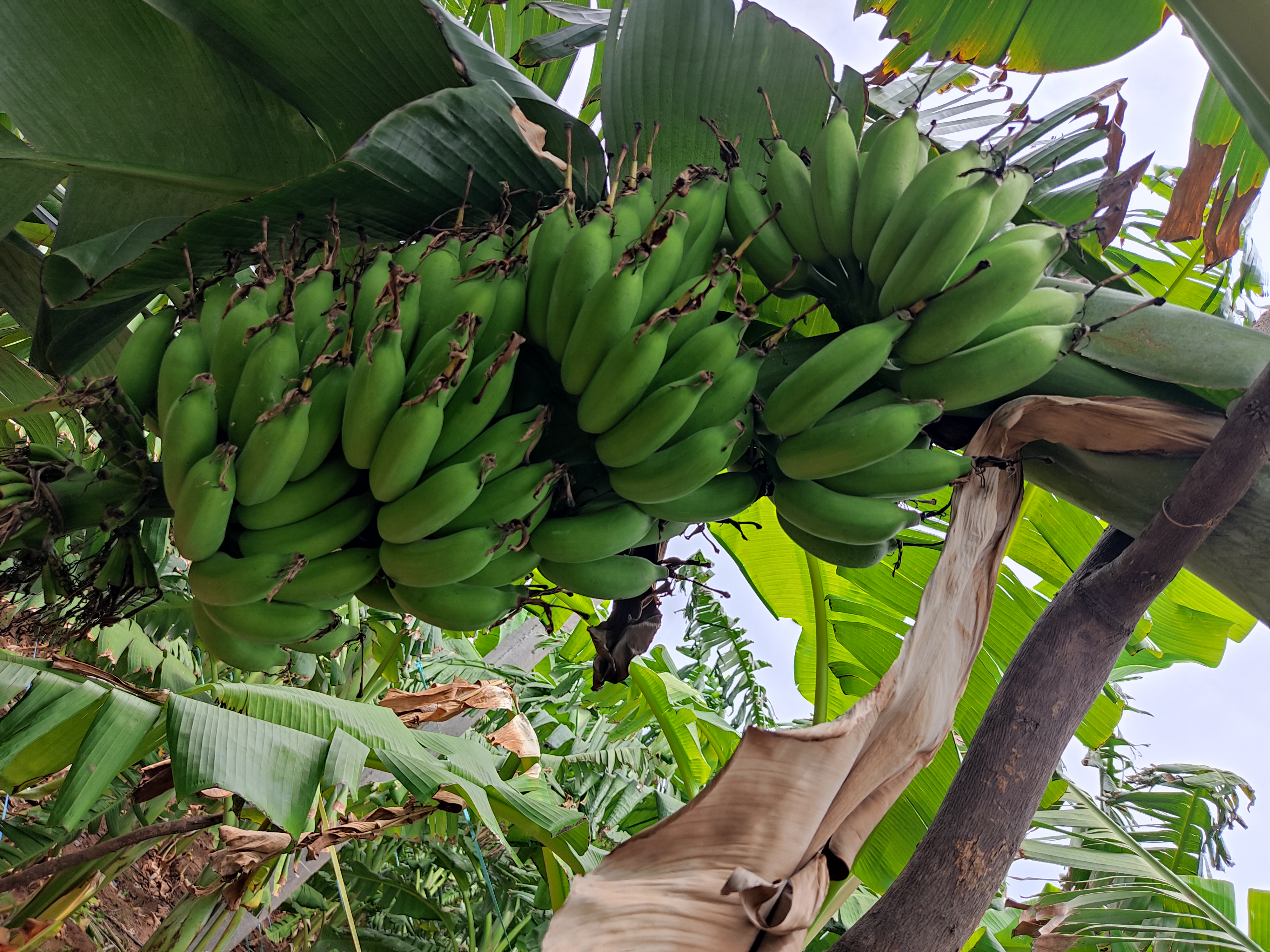 Banana Yelakki Variety