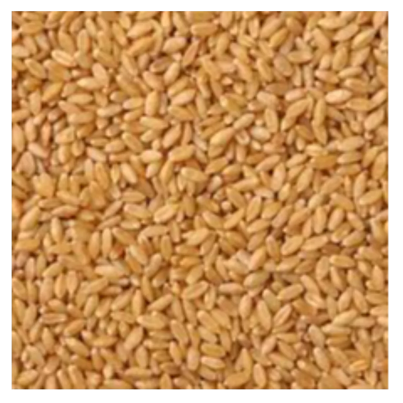 Wheat - Lokwan