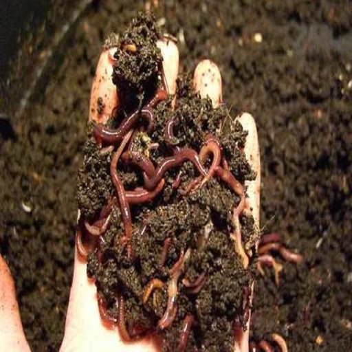 Vermicompost Fertilizer for All Plants