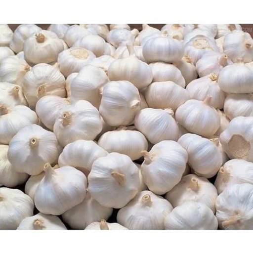 White Fresh Garlic