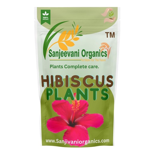 Previous NextFullscreenPause Sanjeevani Organics natural fertilizers for plants home garden 0.9 kg (Hibiscus 900 GR) Sanjeevani Organics natural fertilizers for plants home garden 0.9 kg (Hibiscus 900 GR) Sanjeevani Organics natural fertilizers for plants