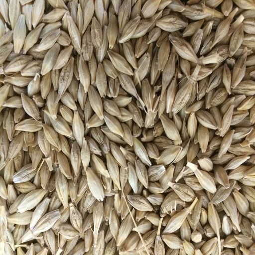 Organic Barley