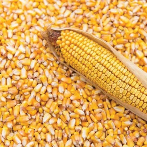 Maize