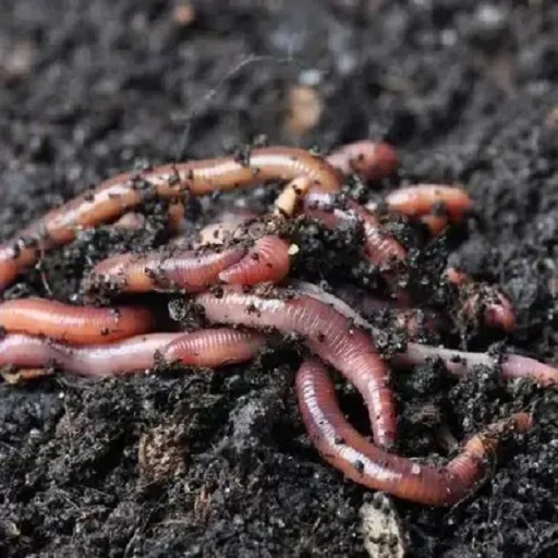 ORGANIC EARTHWORM 1KG
