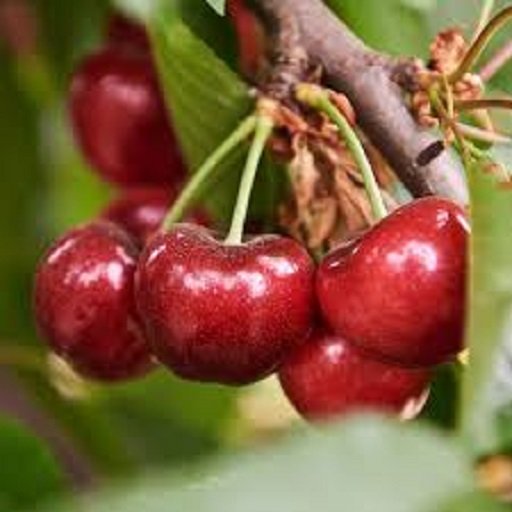 Organic Cherry