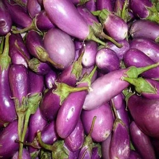 Organic Brinjal
