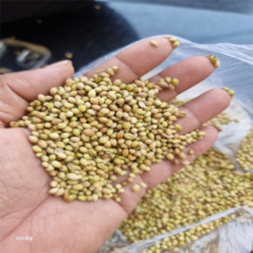 organic coriender (dhana)