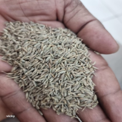 organic cumin-(jiru)