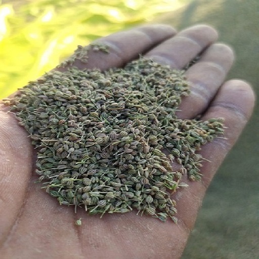 Gaudani hardik manibhai